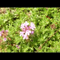 Thymus Serpyllum cv Bressingham (fam Lamiacees) (01)